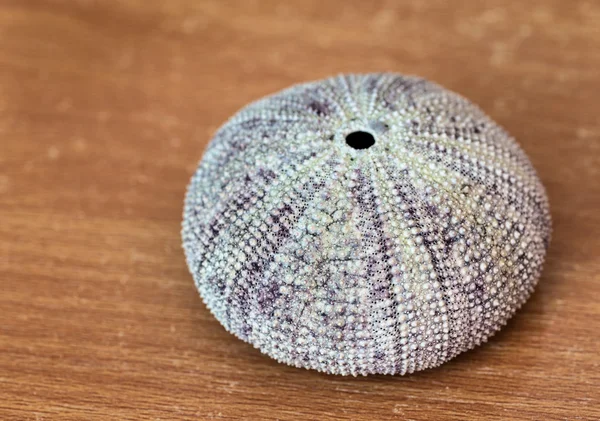Sea urchin shell. — Stock Photo, Image