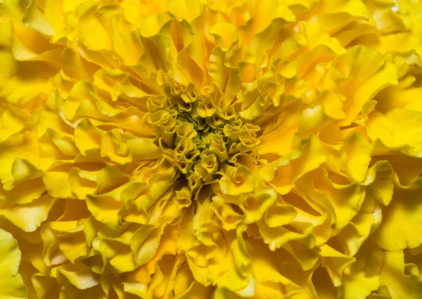 Yellow flower background. — Stock Photo, Image