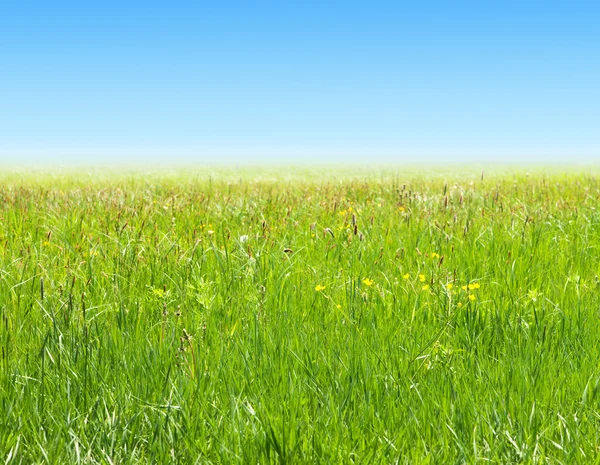 Green field. — Stock Photo, Image