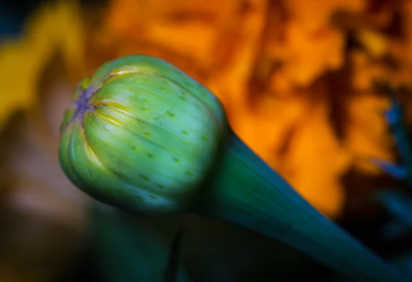 Flower bud. — Stock fotografie