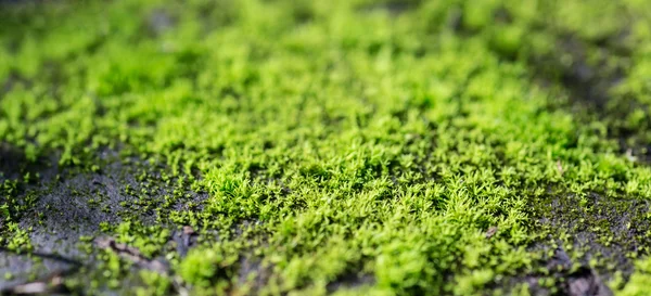 Green moss. — Stock Photo, Image