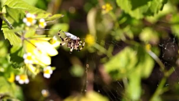 Spider (Araneus). — Stock Video