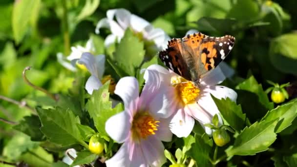 Papillon monarque . — Video
