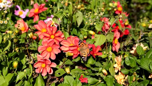 Mariposa monarca . — Vídeo de stock