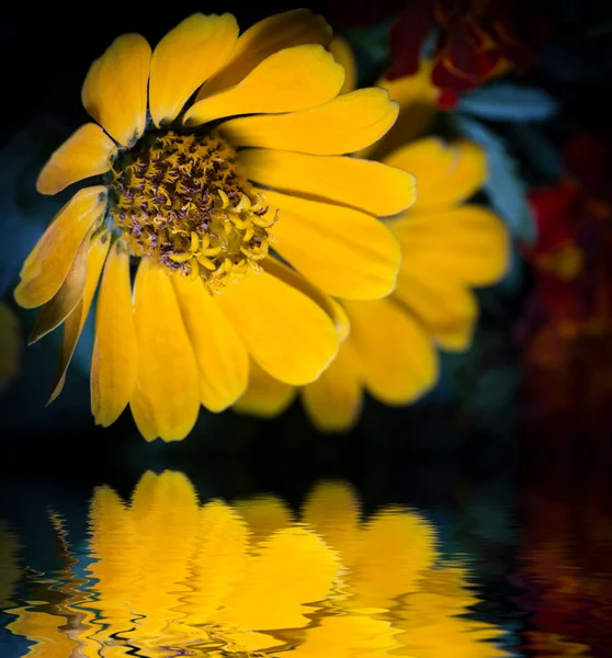 Sarı çiçekler. — Stok fotoğraf