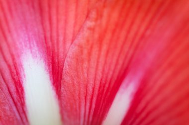 Kırmızı petal arka plan.