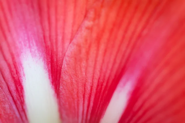 Red petal background. — Stock Photo, Image