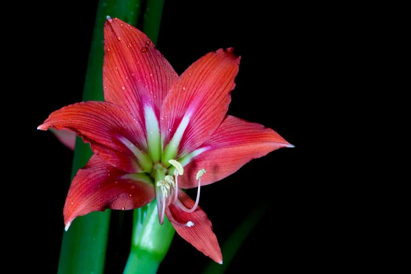Red lily. — Stock Photo, Image