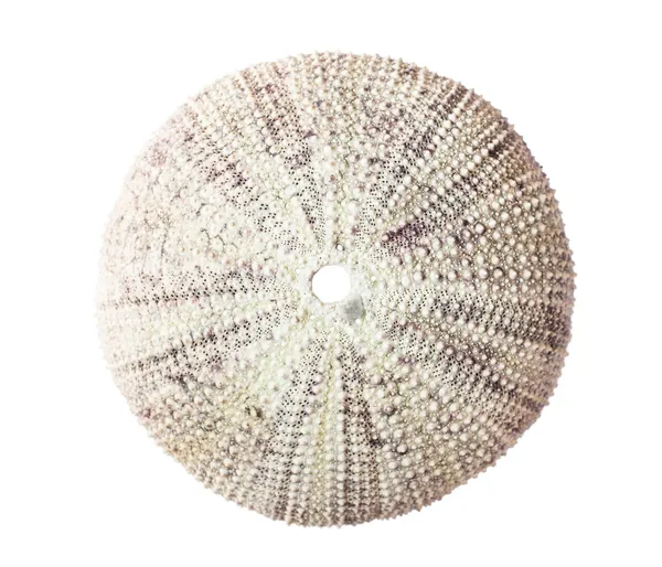 Sea urchin shell. — Stock Photo, Image