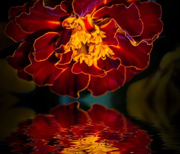 Чорнобривці квітка . — стокове фото