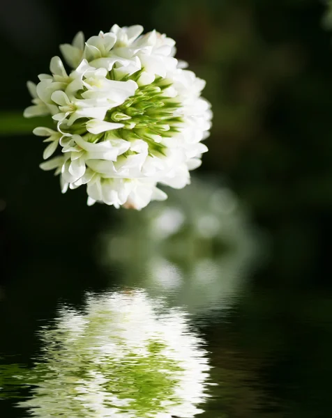 Fehér virág lóhere. — Stock Fotó