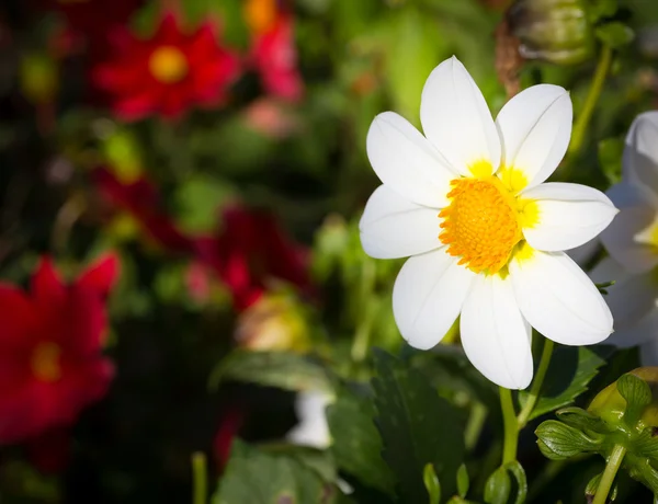 흰색 코스모스 꽃. — 스톡 사진
