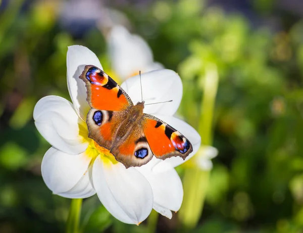 European Peacock butterfly. — Stock Photo, Image