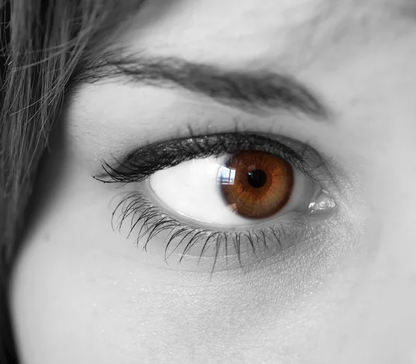 Brown eyes. — Stock Photo, Image
