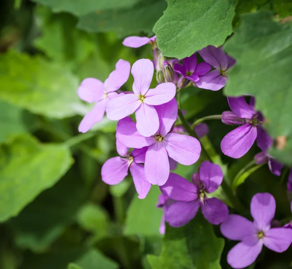 Flowers. — Stock Photo, Image