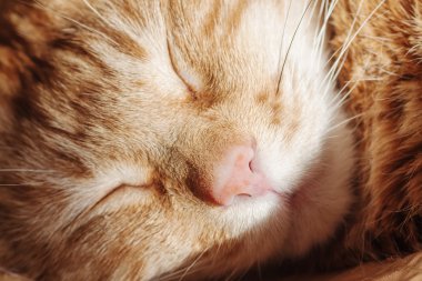 Uyuyan kedi.