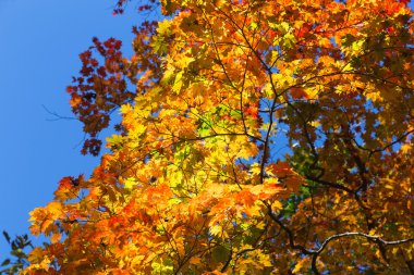 akçaağaç yaprakları