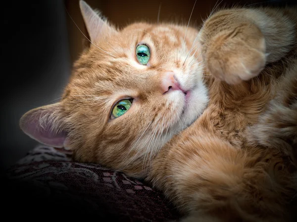 Gato vermelho encantador . — Fotografia de Stock