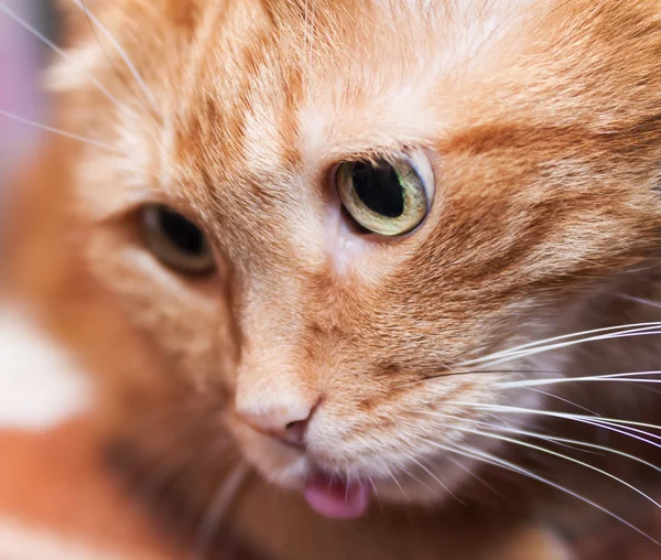 Precioso gato rojo . — Foto de Stock
