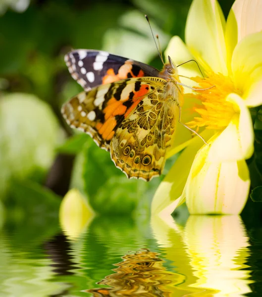 Monarch Butterfly feeding on yellow flower. — Stock Photo, Image