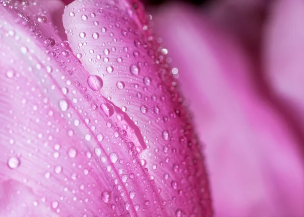 Waterdruppel op roze bloemblaadjes. — Stockfoto