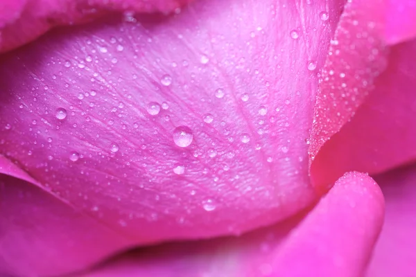 Gota de água em pétalas rosa . — Fotografia de Stock