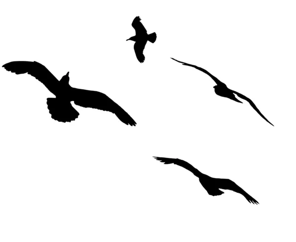 Silhouettes of flying seagulls. — Stock Photo, Image