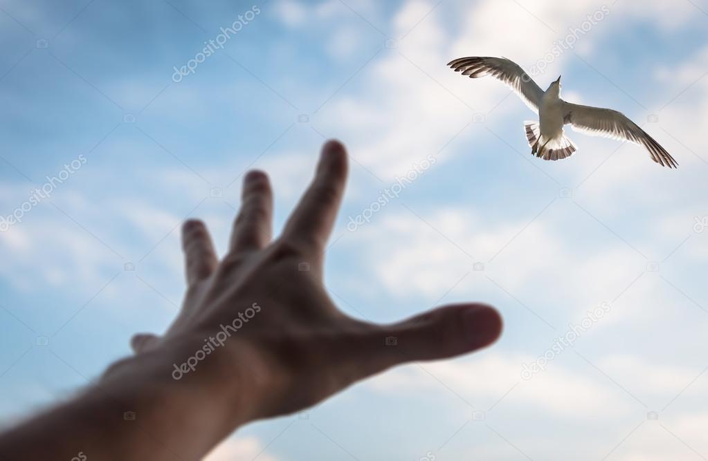 Hand reaching to bird in the sky.