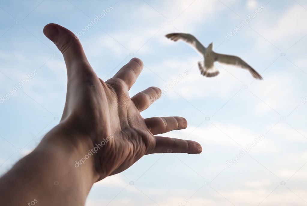 Hand of a man reaching to bird.