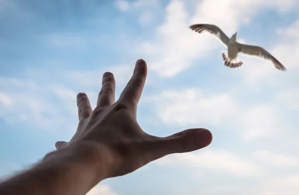 Hand and bird in the sky. — Stock Photo, Image