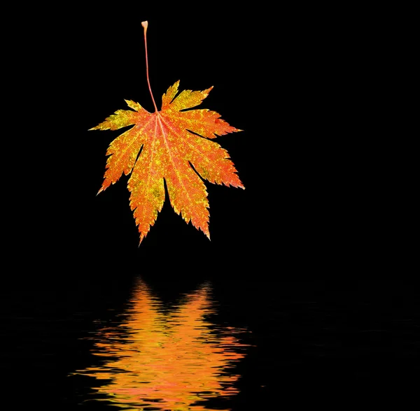 Hoja reflejada en el agua . —  Fotos de Stock