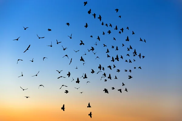 Grupa gołębi. — Zdjęcie stockowe