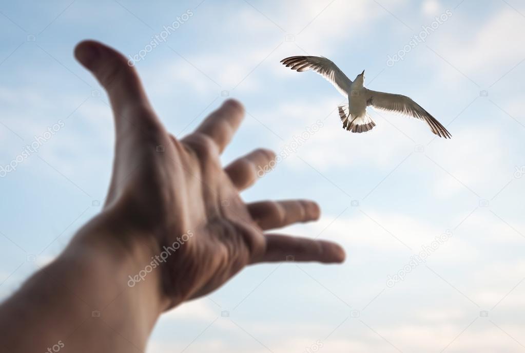 Hand and bird in the sky.