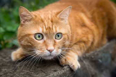 Kırmızı kedi.