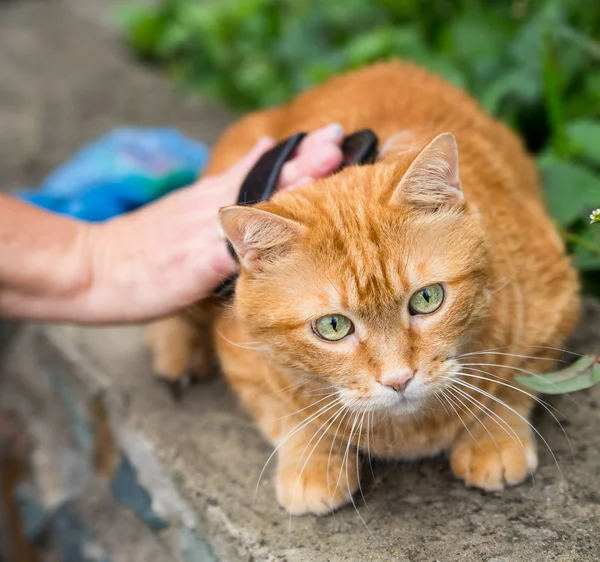 Woman combing a cat outdoor. — Stock Photo, Image