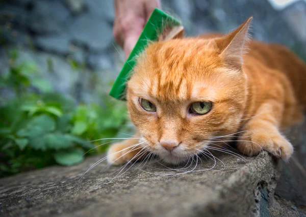 Femme peigner un chat en plein air . — Photo