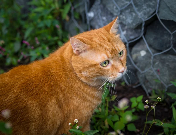 Gato rojo . — Foto de Stock