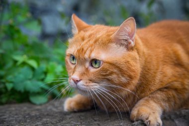 Kırmızı kedi.