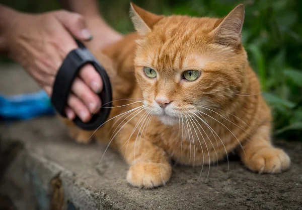 Woman combing a cat outdoor. — Stock Photo, Image
