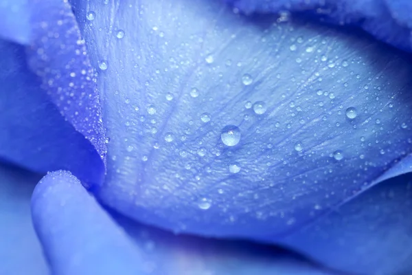 Waterdruppel op blauwe bloemblaadjes. — Stockfoto