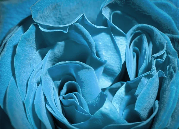 Blue rose. — Stock Photo, Image