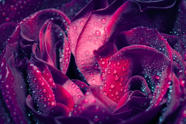 Rose with water drops. — Stock Photo, Image