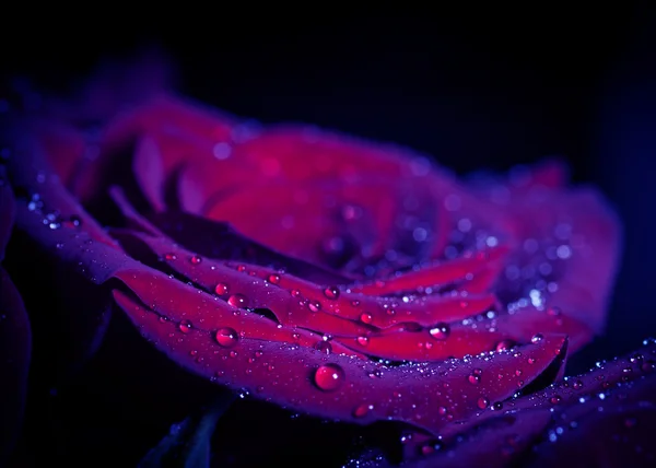 Rosa con gocce d'acqua. — Foto Stock