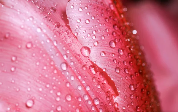 Waterdruppel op rode bloemblaadjes. — Stockfoto