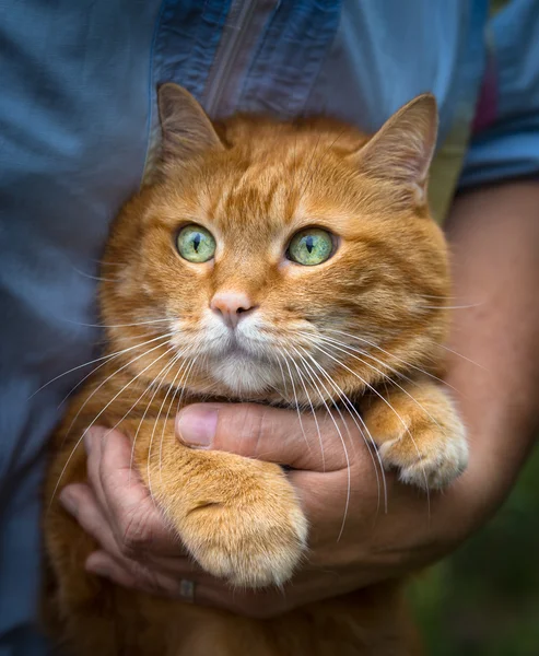 Woman holds a cat. — Stock Photo, Image