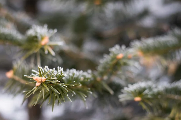 Winter frost on christmas tree. — Stock Photo, Image