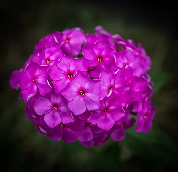 Blüten von hesperis matronalis. — Stockfoto