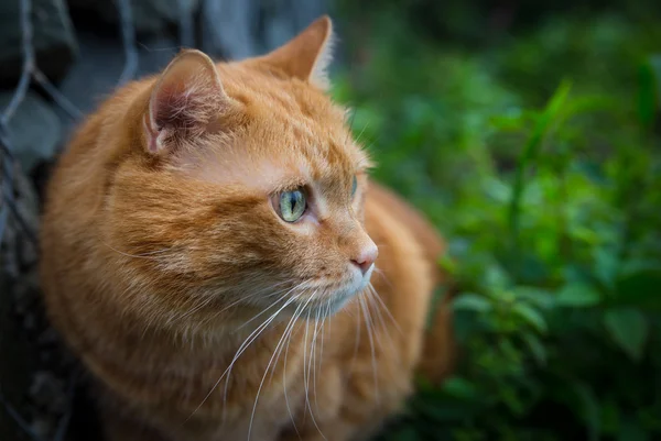 Красная кошка . — стоковое фото