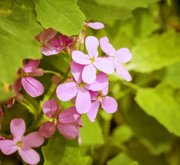 Flowers of Hesperis Matronalis. — Stock Photo, Image