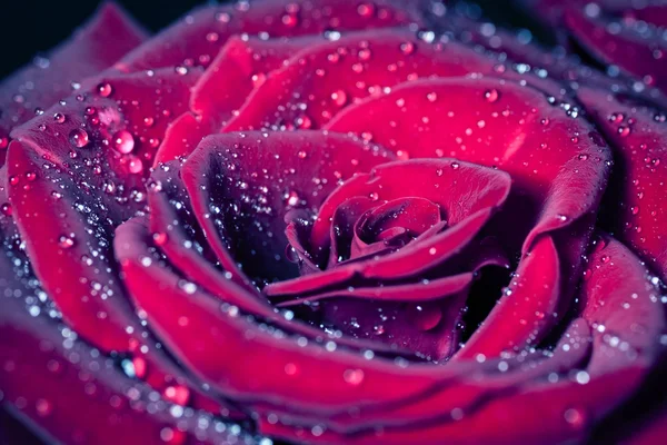 Rose with water drops. — Stock Photo, Image